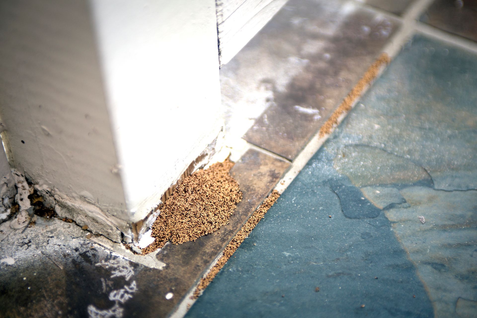 A close up of a termite mound on a tiled floor next to a wall.