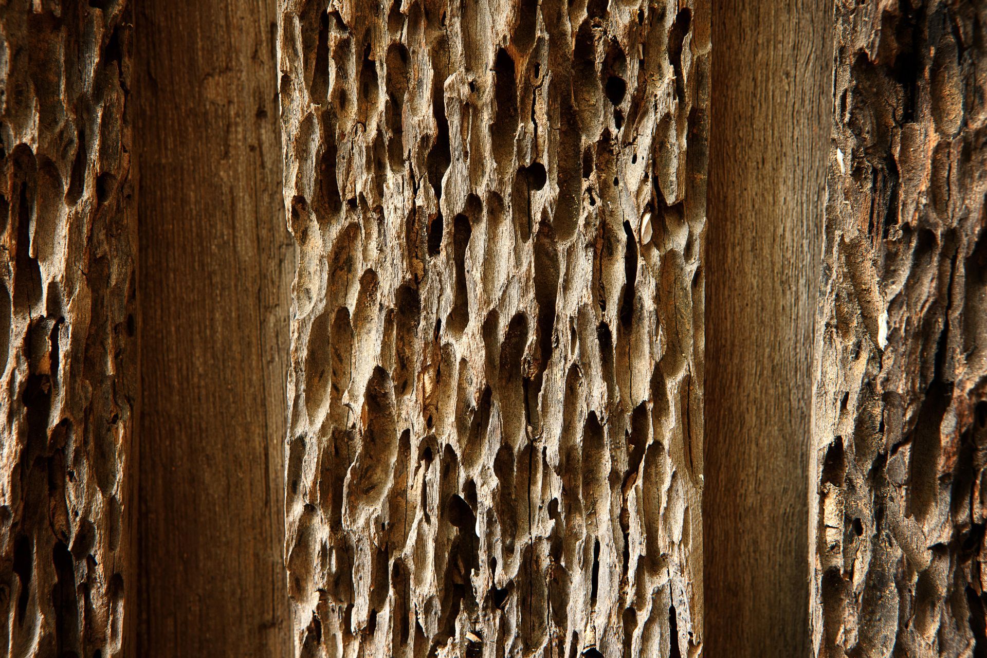 A close up of a piece of wood with a lot of holes in it.