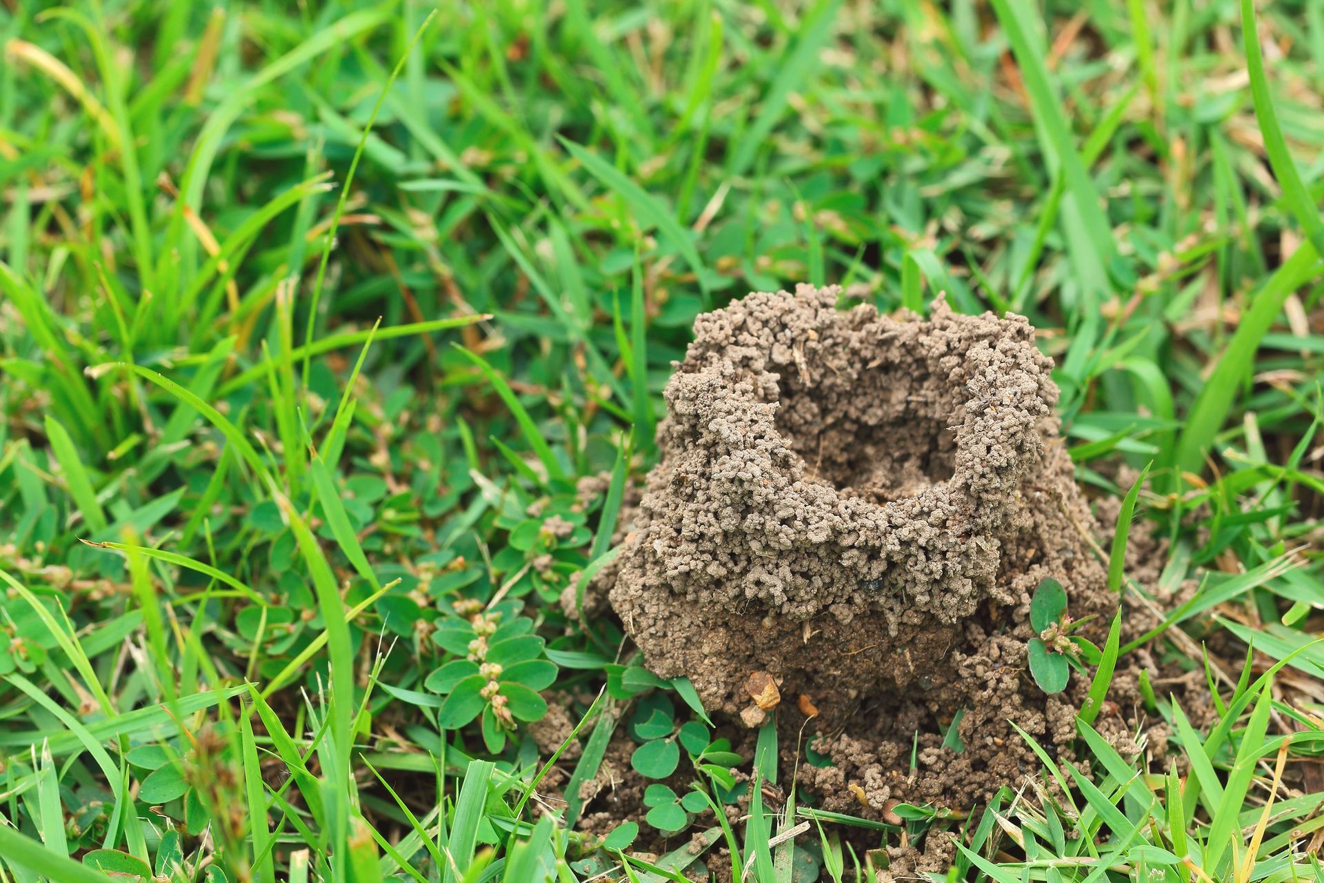 An anthill in the middle of a lush green field.