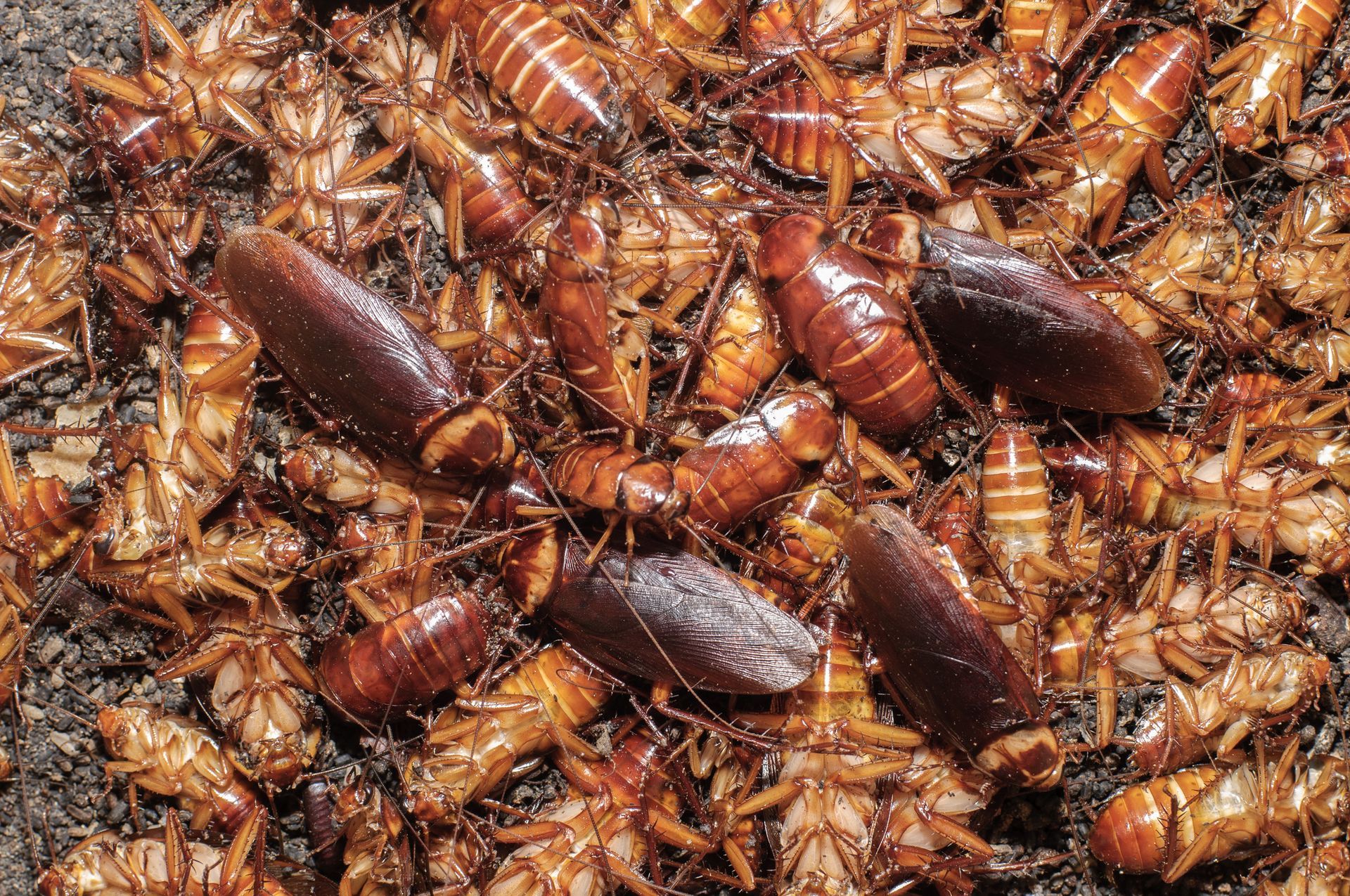 A pile of cockroaches are laying on the ground.