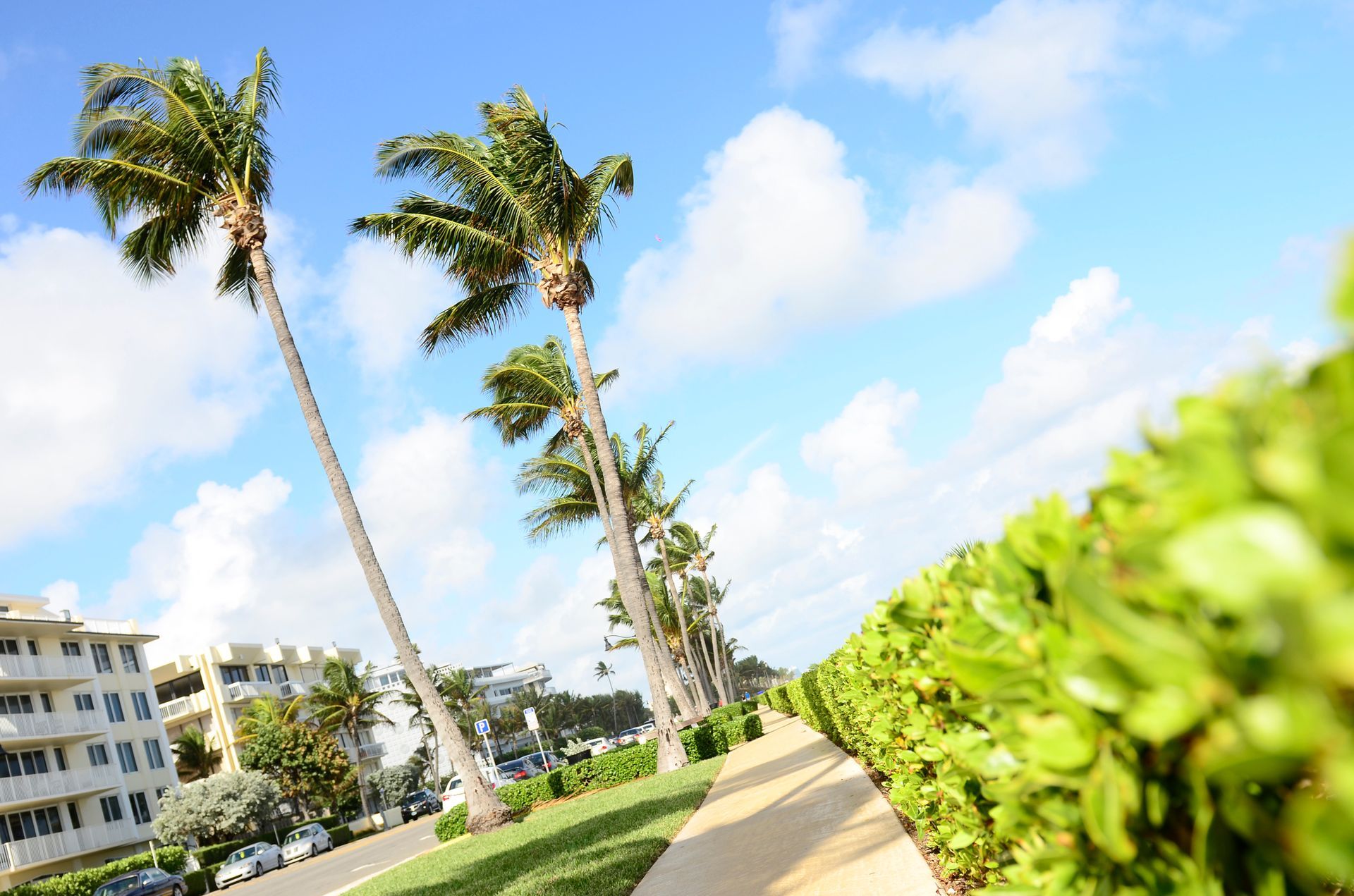 Palm trees blowing in the wind on a sunny day