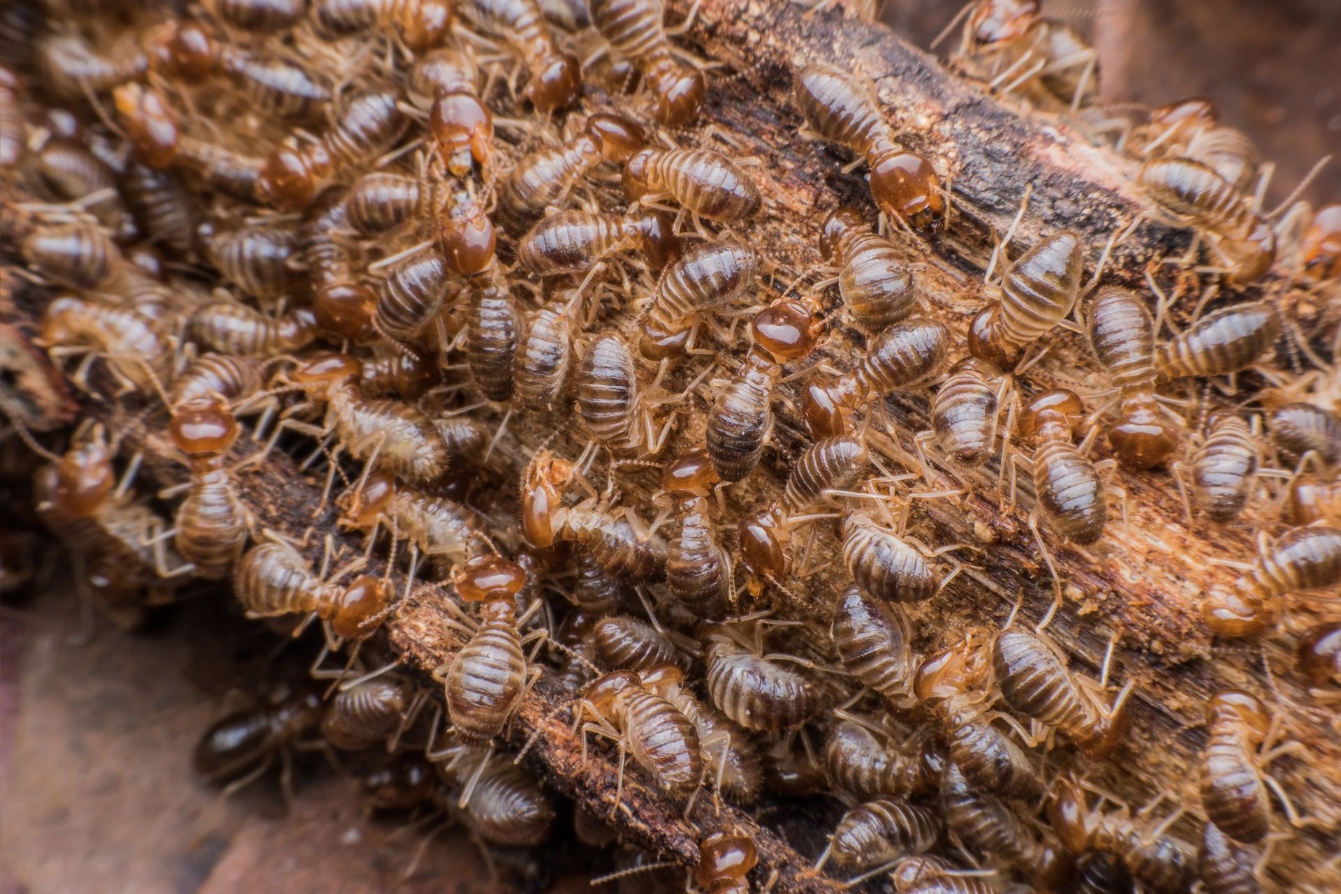 A bunch of termites are crawling on a piece of wood.