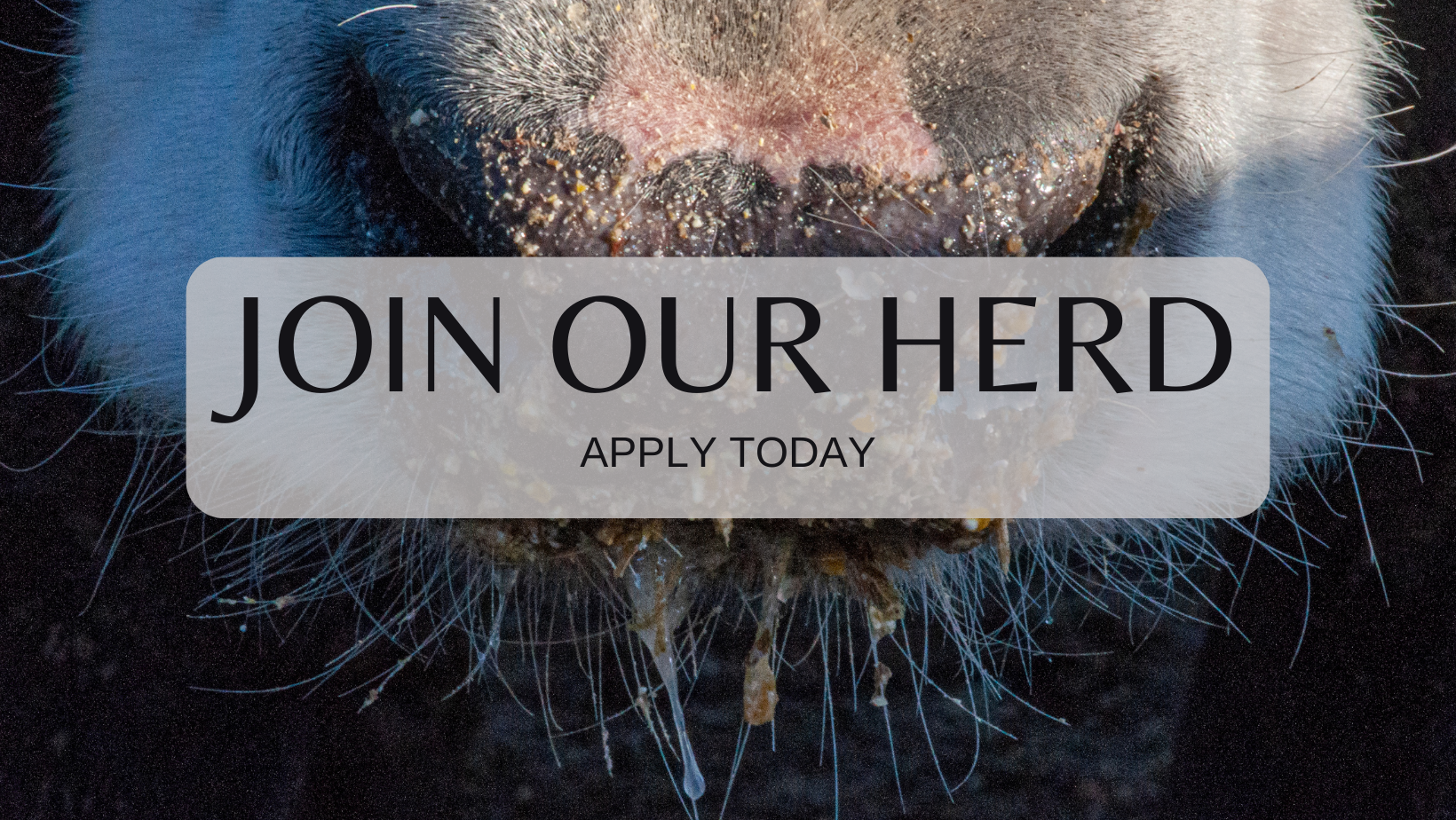 A close up of a horse 's nose with a sign that says `` join our herd apply today ''.