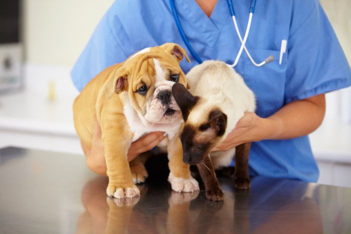 Vet Holding Dog And Cat - Tucson, AZ - Strickland Veterinary Clinic