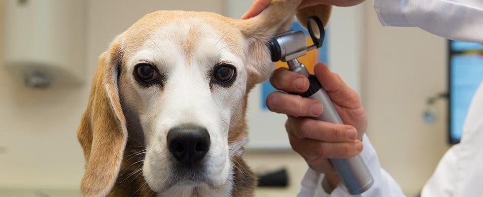Esame orecchio beagle