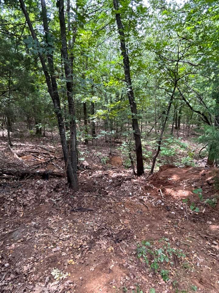 A forest with lots of trees and leaves on the ground.