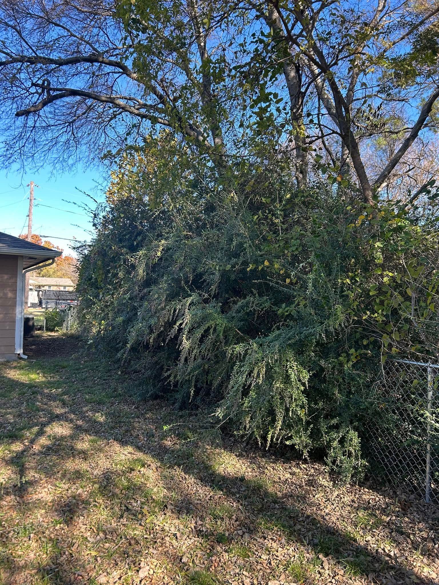 A large bush in the backyard of a house.