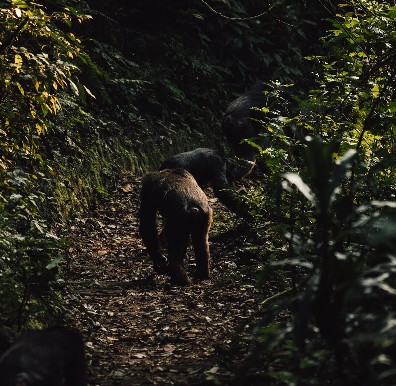 Chimpanzee walking away in Nyungwe Forest