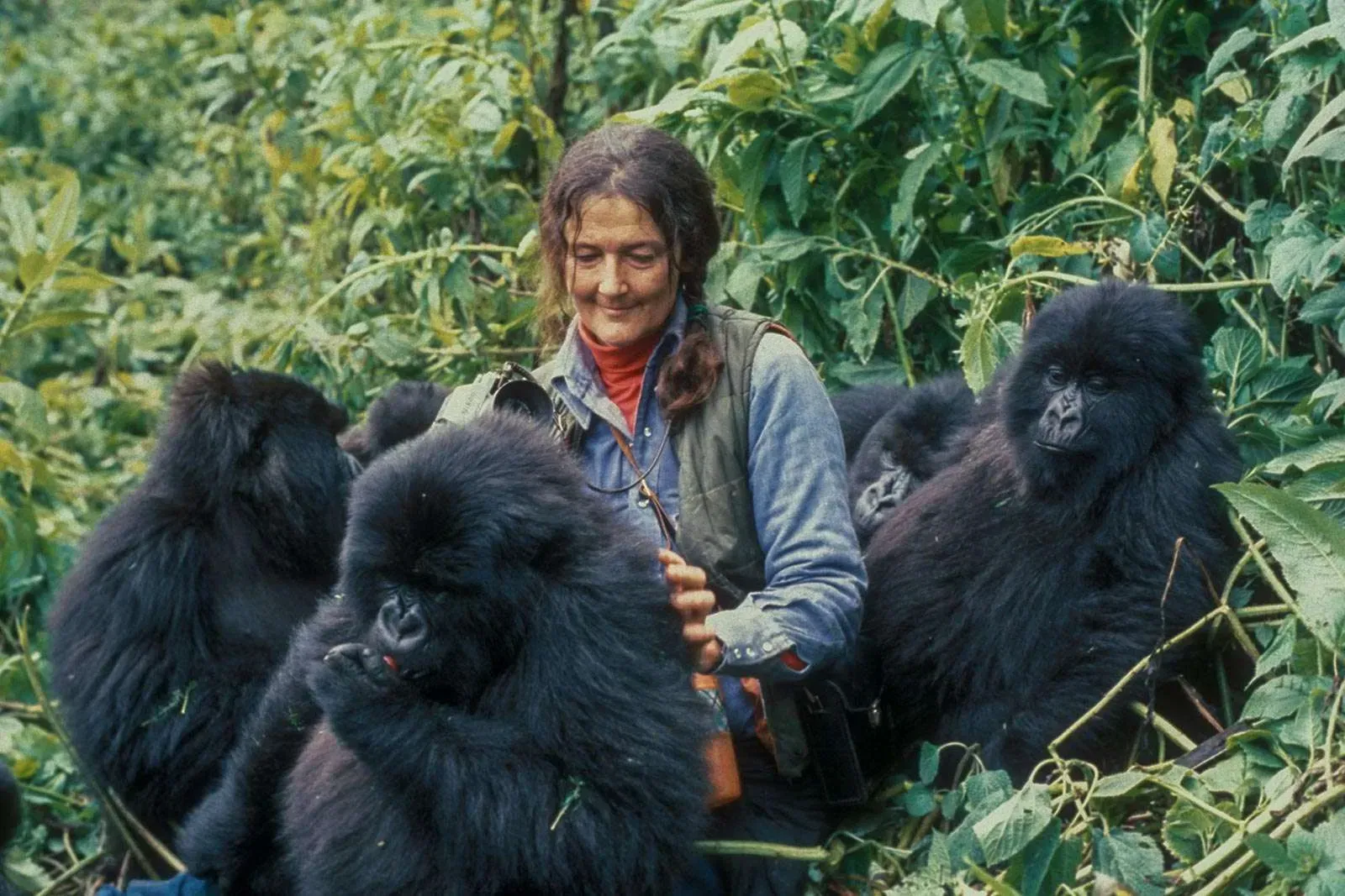 Diann Fossey in the midst of mt. gorillas grooming one of them