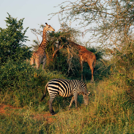 Zebras and giraffe grazing together in Akagera National Park