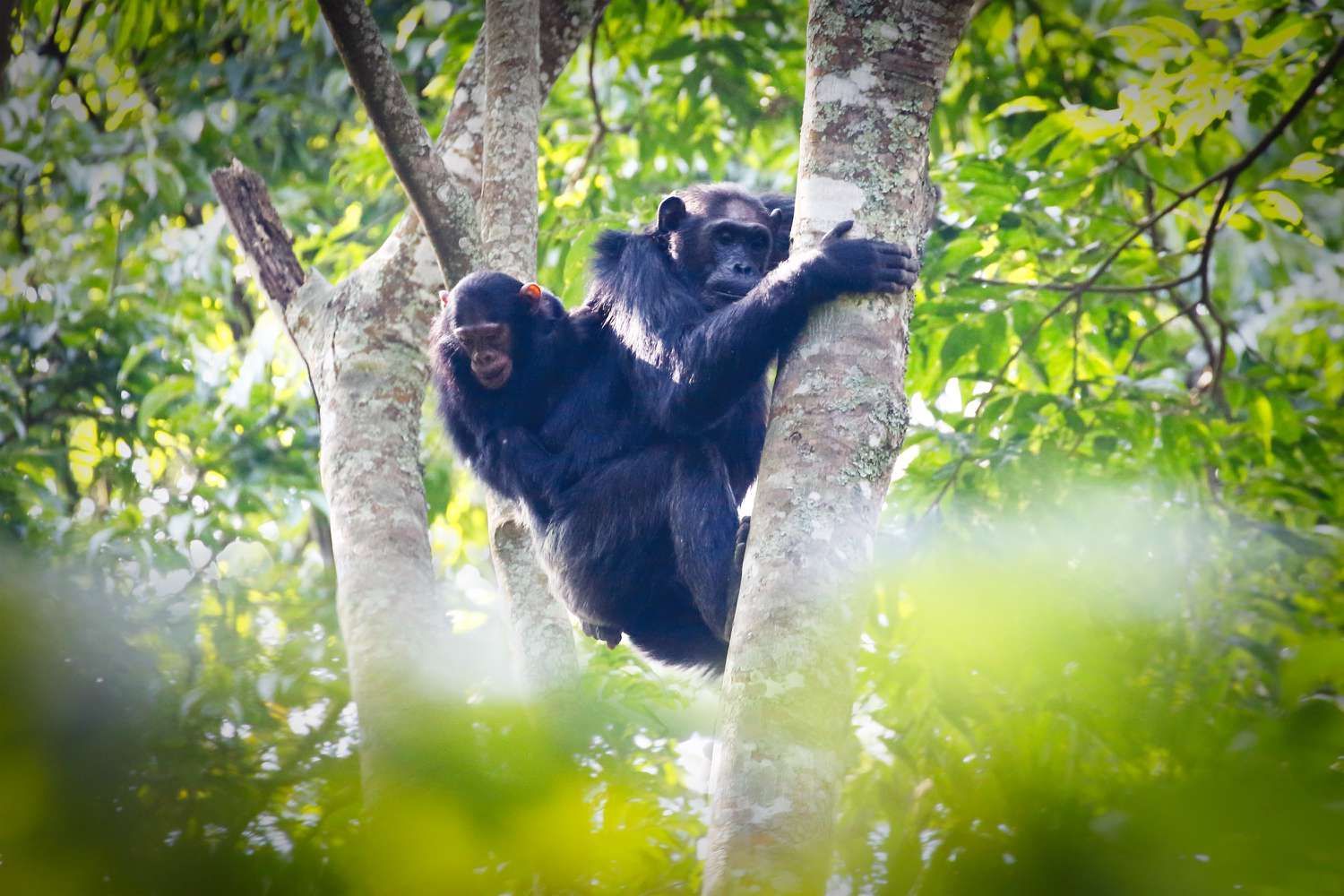 Chimpanzees carrying young one in tree canopy Nyungwe Forest National Park Rwanda safari