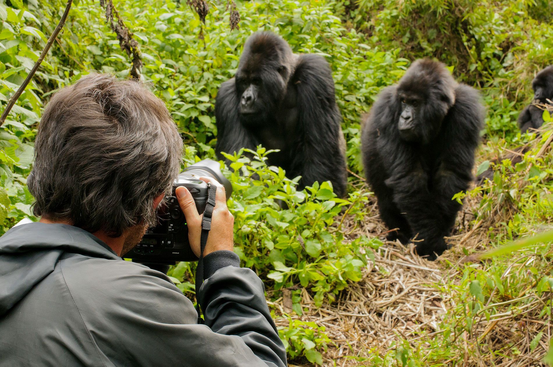 A photographer at the Volcanoes National Park focuses his camera on two mountain gorillas as they slowly walk towards him