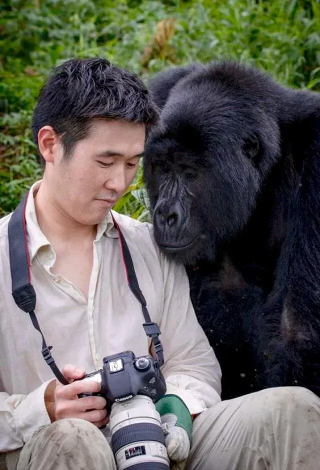 Hilarious image of a photographer with a 400mm lens with a gorilla curious about the last photo taken