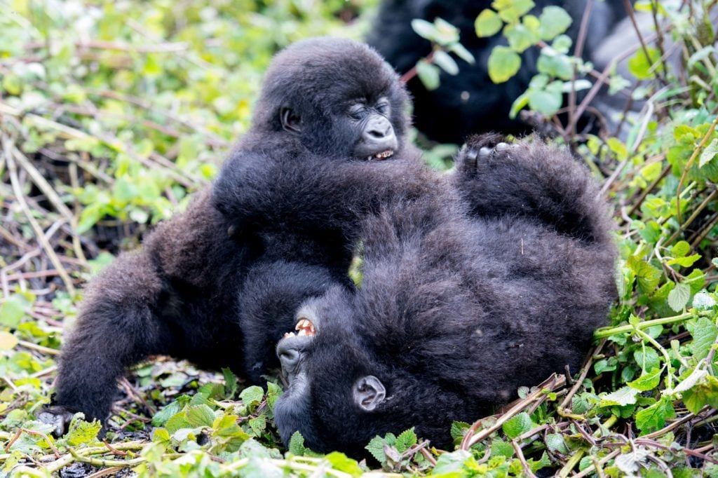 Mountain gorilla family with babies playing in bamboo forest Volcanoes National Park