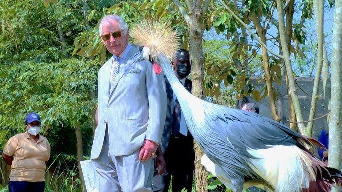 King Charles stares at a crane bird that is staring right back at him at the Umusambi Village  wildlife sanctuary