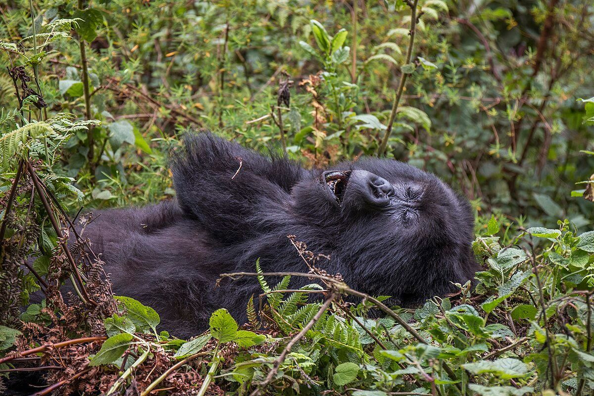 Mountain Gorilla deep asleep at the Volcanoes National Park