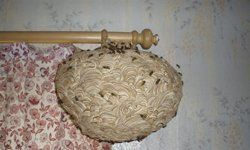 A bee nest