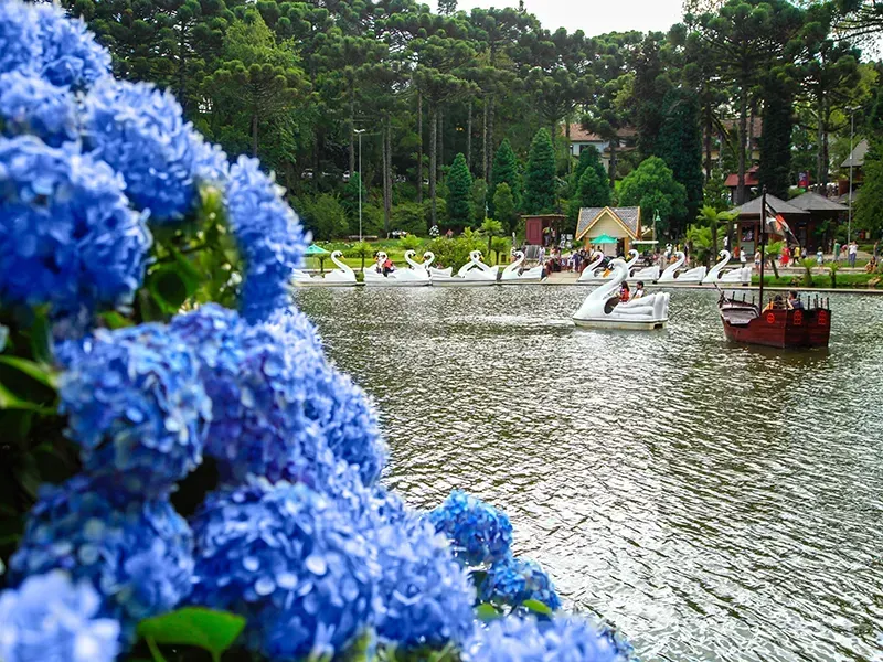 Hortênsias azuis em primeiro plano, lago com pedalinhos em forma de cisne e um pequeno barco, floresta ao fundo.