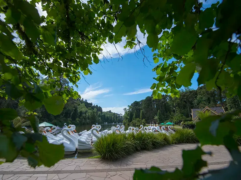 Barcos em forma de cisne em um lago com céu azul emoldurado por folhagem verde.