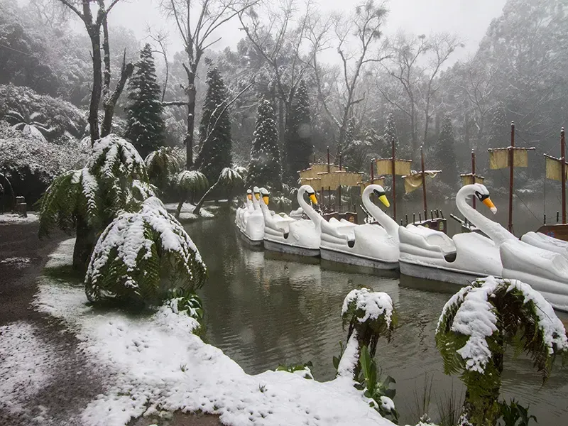 Cena de neve: pedalinhos em forma de cisne em um lago, árvores cobertas de neve.