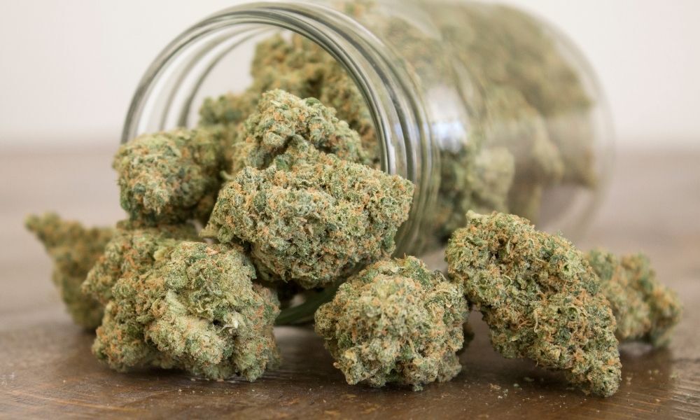 sativas