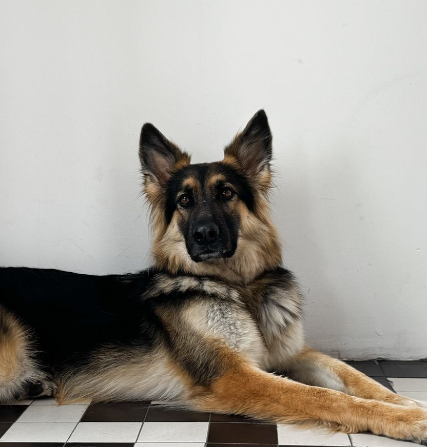 Deutscher Schäferhund, schwarz und braun, lehnt an weißer Wand, aufmerksamer Blick.