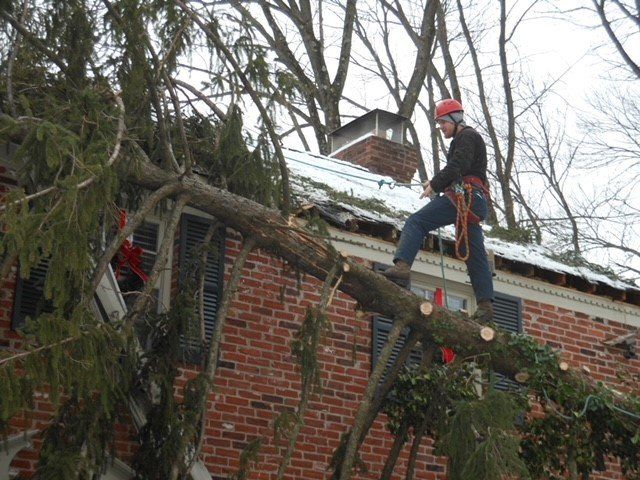 Grinding Collected Woods — Penn Valley, PA — Cox & Co Tree Service