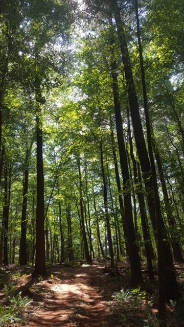 COX Team On Woods — Penn Valley, PA — Cox & Co Tree Service