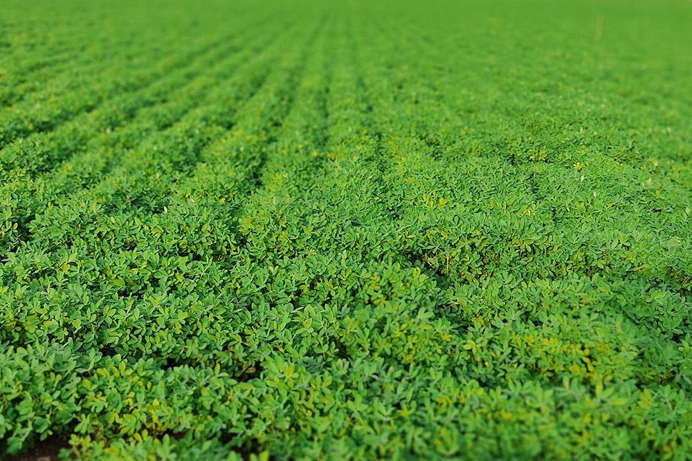 Peanut Farm