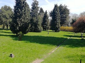 A lush green park with trees and grass on a sunny day