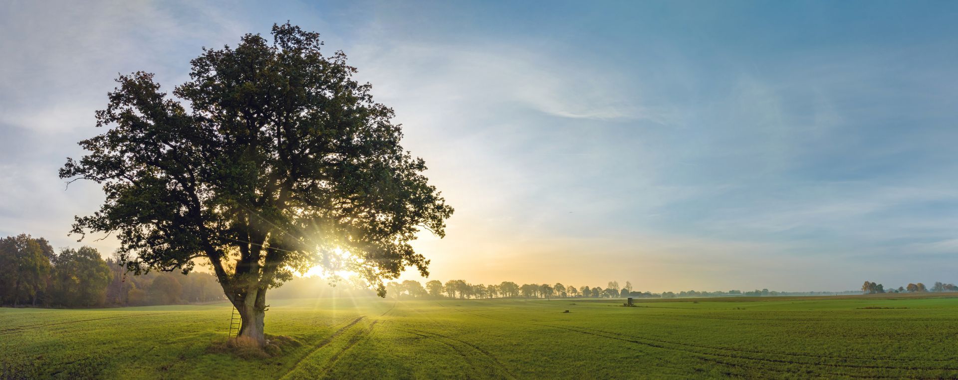 Il sole splende tra gli alberi in mezzo a un campo.
