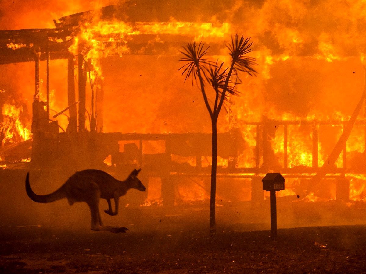 A kangaroo hops past a burning structure during a wildfire, silhouetted against intense orange flames.