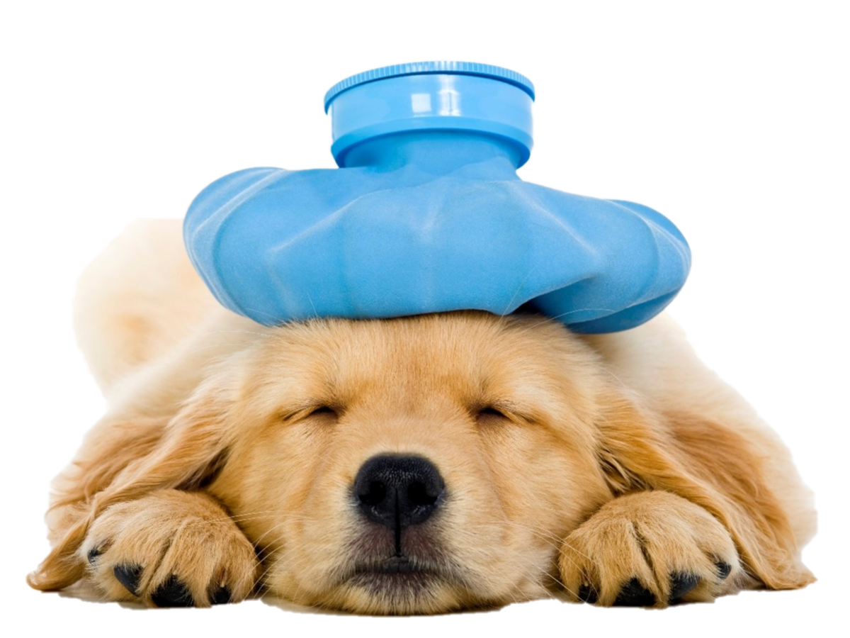 Golden retriever puppy with a blue ice pack on its head, looking unwell.