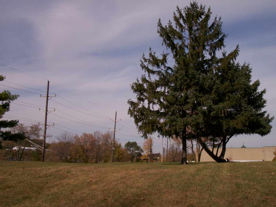 Courtyard Tree - Affordable Rental Apartments in Elgin, IL