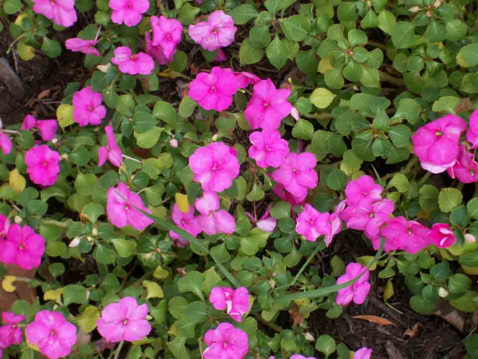 Flowers - Affordable Rental Apartments in Elgin, IL