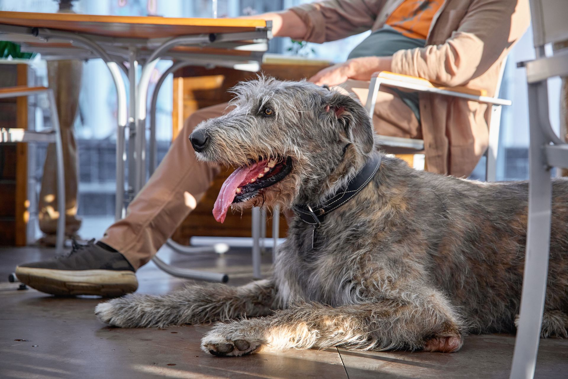 An Irish Wolfhound sitting next to its owner