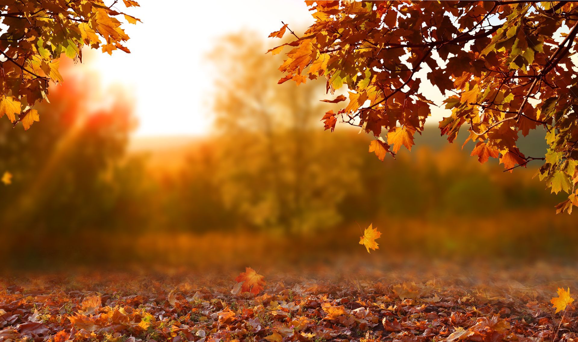 Sunlit autumn scene with orange and red leaves falling from trees, against a blurred background