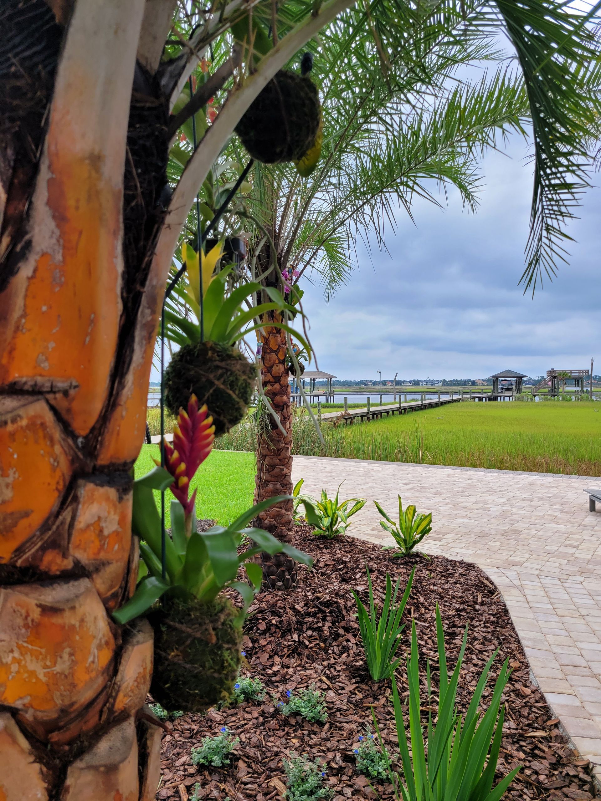 A palm tree in a garden with a dock in the background