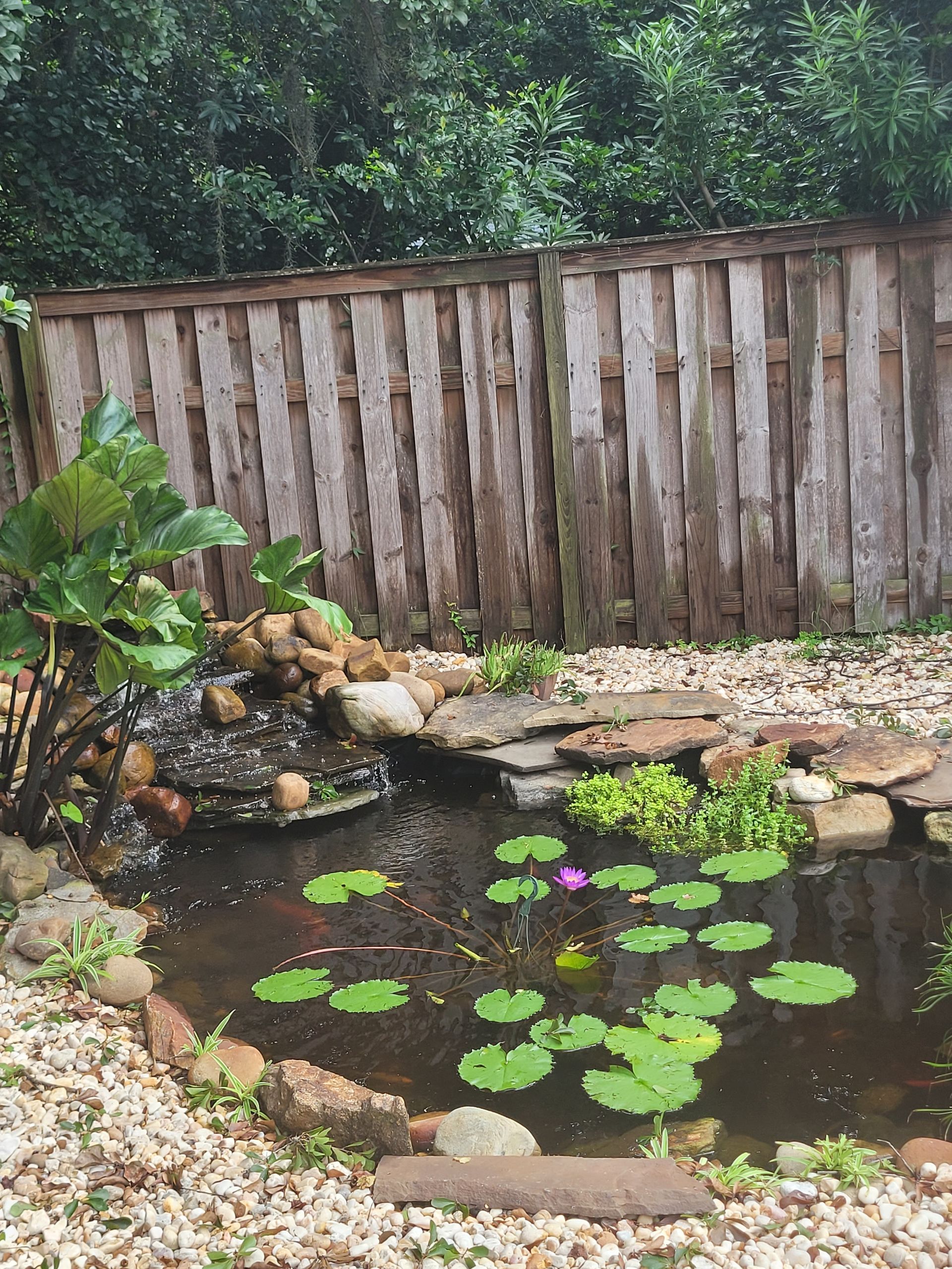A pond with water lilies and a wooden fence in the background