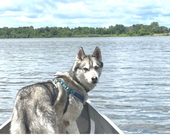A husky dog is sitting in a boat on a lake