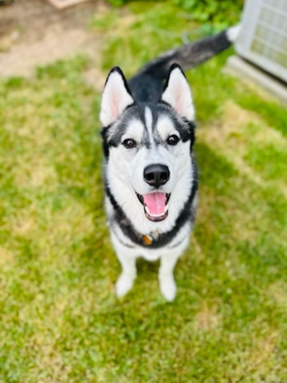 A husky dog is standing in the grass and looking up at the camera.