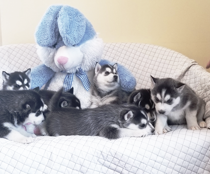 A group of husky puppies are laying on a couch next to a stuffed animal.