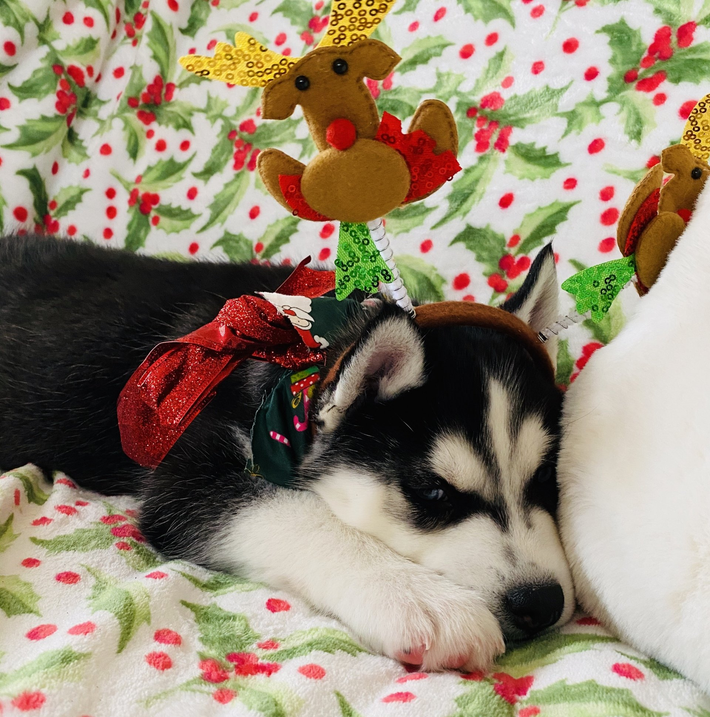 A husky puppy wearing a reindeer headband is sleeping on a bed