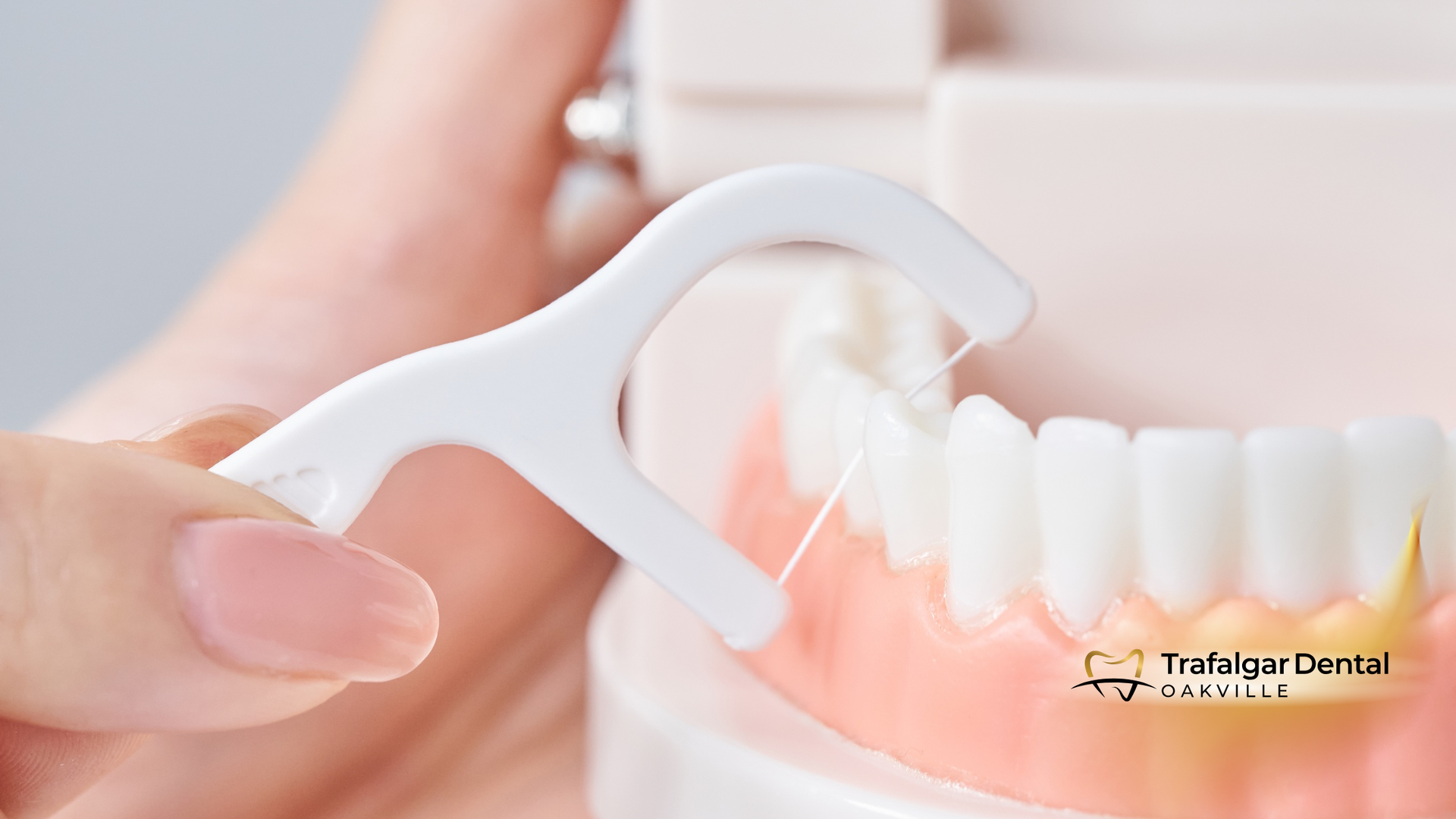 Hand using a white floss pick to clean between teeth on a dental model.