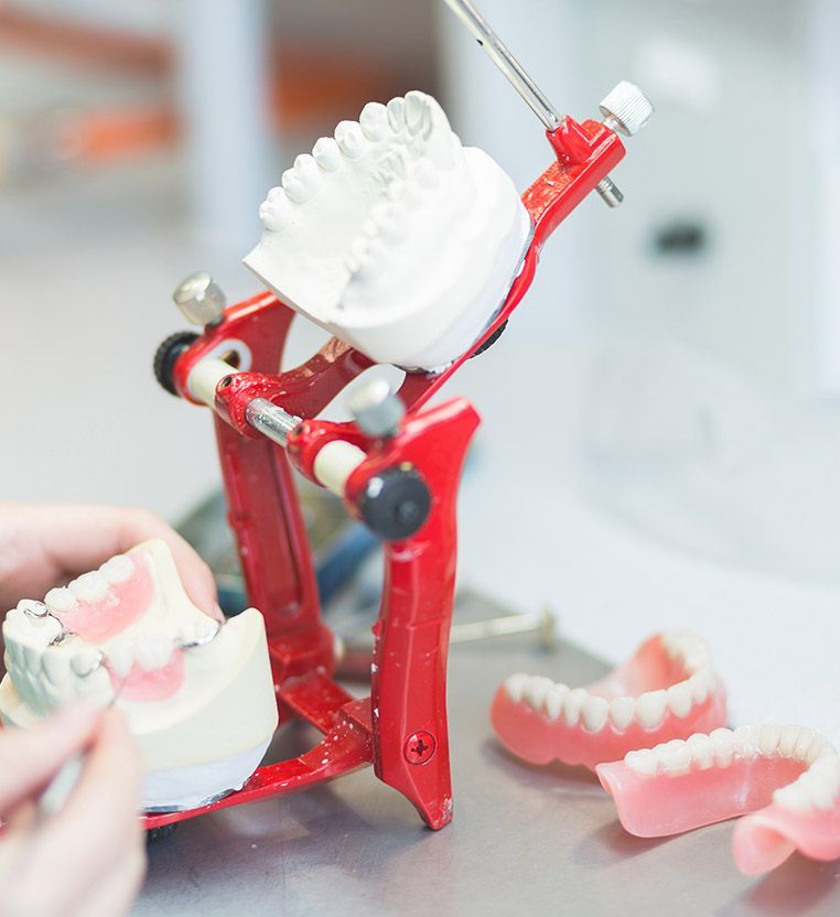 A model of a person 's teeth is sitting on a table