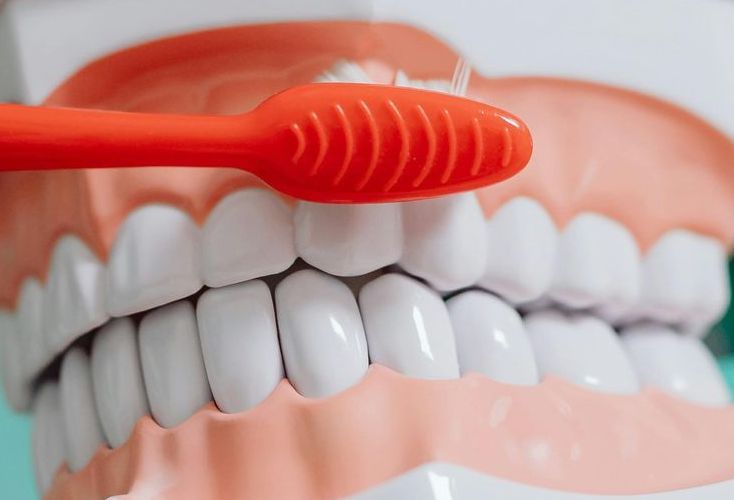 A close up of a model of a person brushing their teeth with an orange toothbrush.