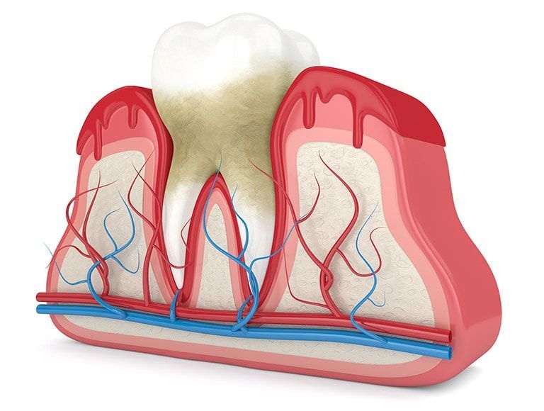 The root system of a tooth