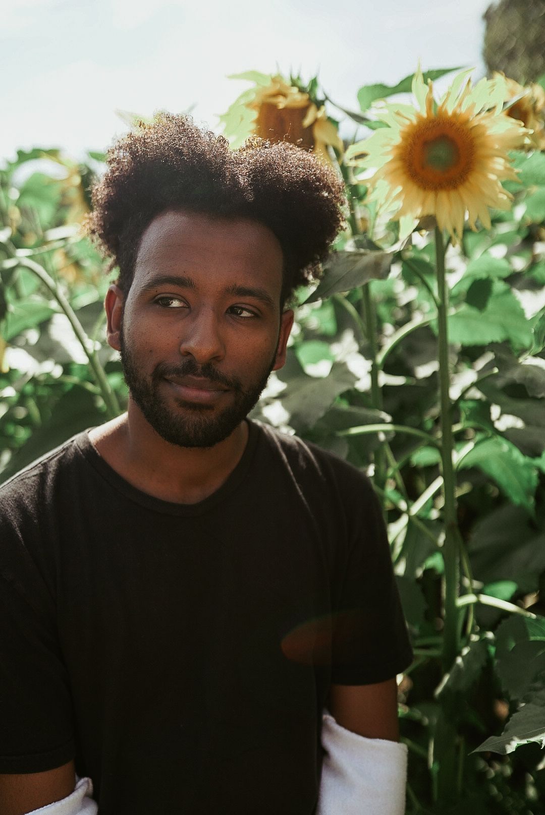 A man with a beard is standing in a field of sunflowers.