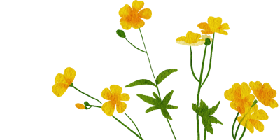 Ein Strauss gelber Calendula-Blumen mit grünen Blättern auf weissem Hintergrund