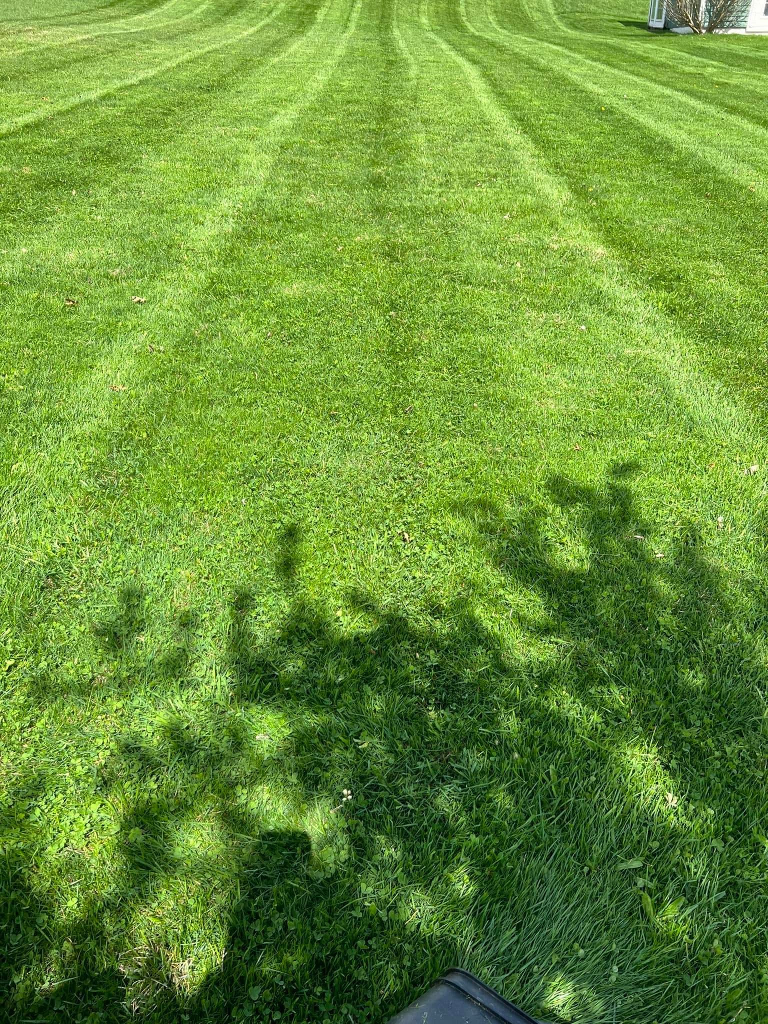 Mowed green lawn with tree shadows and a small sidewalk at the bottom edge